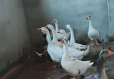 qus sesleri: Dişi, Ətlik, Ünvandan götürmə — 2