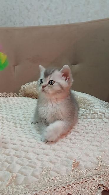 Pişiklər: Britan — 12