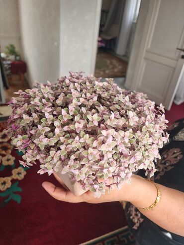 домашнии цветы: Традесканция-Миниатюрное комнатное растение Tradescantia Nanouk