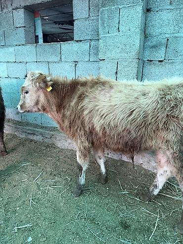 Коровы, быки: Продаю | Бык (самец) — 1