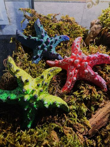 Зоотовары: 🌿 Украшения и декорации для аквариумов и террариумов 🌿 Продаю — 10