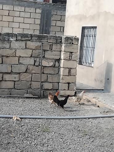 yumurtlayan toyuqlar satilir: 3 ədəd kürt yatan toyuq, 1 ədədi 20₼ — 3