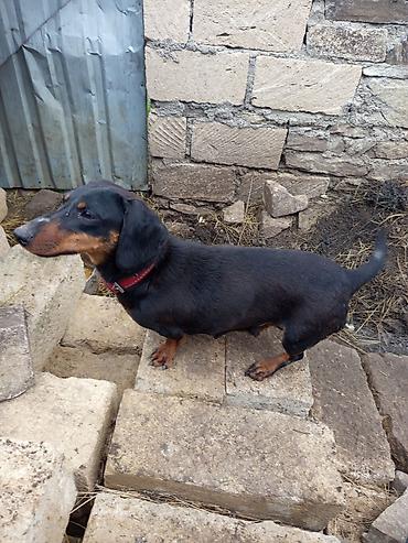 heyvan yemlərinin satışı: Məhsul: Qısa tüklü taksa (Dachshund) iti Təsvir: - Rəng: qara-tan — 3
