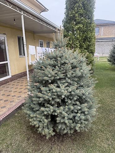 Ель: Продаю Ели голубые от 2-4 метров, колоновидные туи 4 метровые: густые — 47