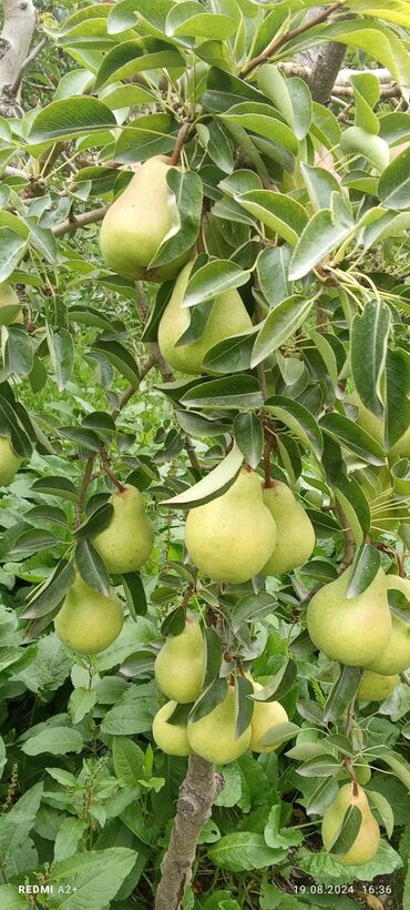 Фрукты и ягоды: Фрукты и ягоды — 5