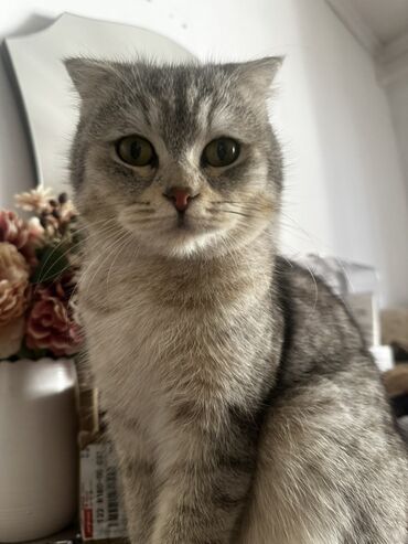 донской сфинкс: Скотиш Фолд (Шотландская вислоухая), 2 года, Девочка, Приучена к лотку, Проглистована