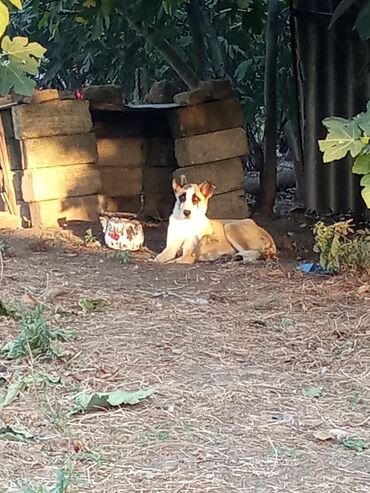 akvarium balıqlarının satışı: Alabay, 7 ay, Dişi, Ünvandan götürmə