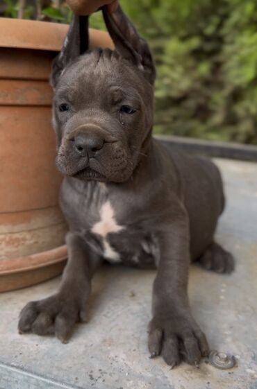 İtlər: Kane-Korso — 8