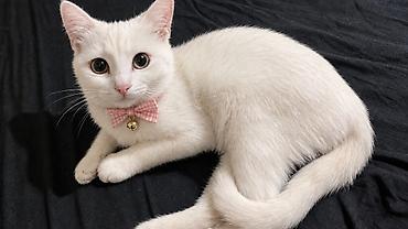 pitbull satan: Britan yastı qulaq, Dişi, Ünvandan götürmə, Ödənişli çatdırılma, Rayonlara çatdırılma — 4