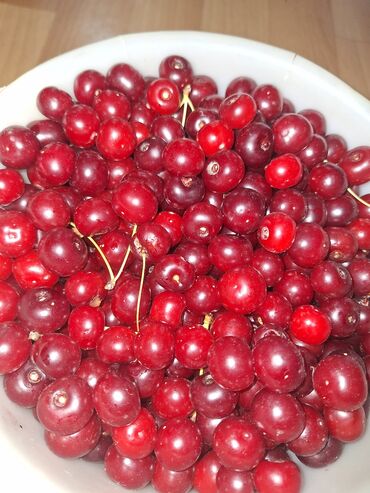 зеленый урюк купить: Вишня Оптом, Самовывоз, Бесплатная доставка, Платная доставка