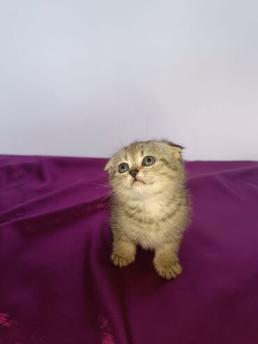 сиамский вислоухий кот: Вислоухий шотландец фолт проглистован ходит в лоток. Девочка 1 месяц