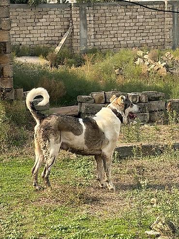 zıvanok itlər: Qurdbasar, 3 il, Erkək, Peyvəndli, Rayonlara çatdırılma — 1