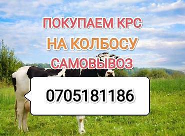 кой базар: Частное лицо, Колбасный цех : Коровы, быки, Лошади, кони, | Круглосуточно, Любое состояние, Забитый — 1