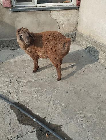 Сварка: Сварка | Камины Высотные работы — 7