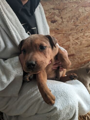 Отдам даром собаку: Щенки метисы, короткошёрстные, среднего предполагаемого размера. Окрас — 5