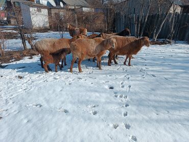 кой на забой: Продаю | Овца (самка) | Гиссарская, Арашан | Для разведения | Котные, Матка, Ярка