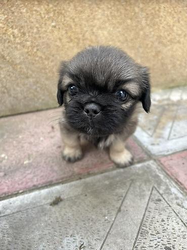 İtlər: Pekines — 2