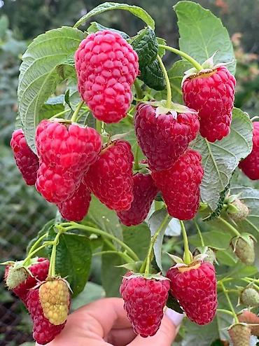 Фрукты и ягоды: Принимаем заказы на рассаду сорт Шапка Мономаха долгоиграющий — 6