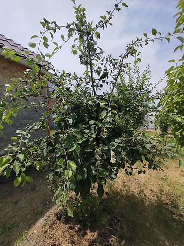 купить карьер: Село Кун туу, быстроток, дача Ивтановец. Продаётся кирпичный дом с — 9