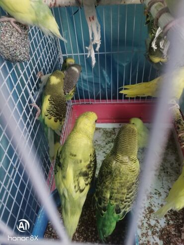 Tutuquşları: Papuqaylar 9azn Papuqay qəfəsləri 9azn Təzə qəfəslərdi 9-azn -da lalafo.az — 18 Tutuquşları: Papuqaylar 9azn Papuqay qəfəsləri 9azn Təzə qəfəslərdi 9-azn — 18