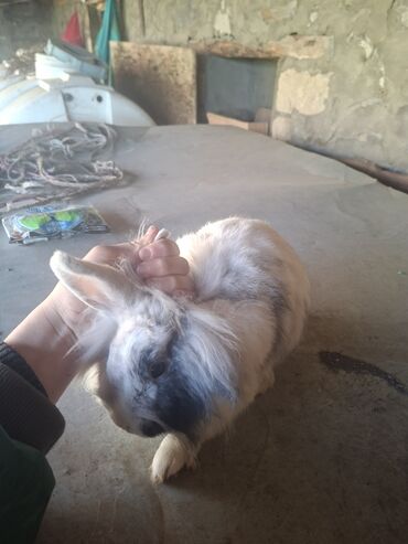 Dovşanlar: Uzun tüklü dekorativ dovşan - Növ: dekorativ, uzun tüklü (aslanbaş — 3