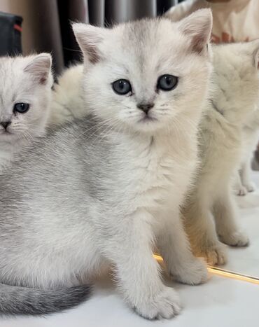 кот вислоухий британец: Котята! Продаю чистокровных серебристыхшотландских котят (