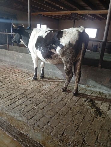 Коровы, быки: Продаю | Корова (самка) | Для молока | Привязанные at lalafo.kg — 7 Коровы, быки: Продаю | Корова (самка) | Для молока | Привязанные — 7