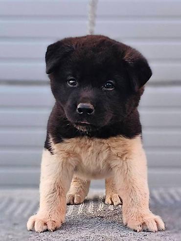 Psi: Američka Akita štenci Odgajivacnica TOP WINNER PUPPY sa ponosom — 3