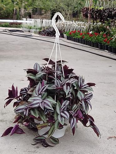 kalanxoye bitkisi: Sallanan saksıda “Tradescantia zebrina” (təlxəkotu, Wandering Jew) — 4