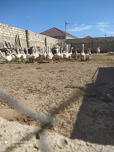 qaz sekli: Mövsümə uyğun qaz balaları - Şəkillərdə təsərrüfatda çıxarılan qaz — 3