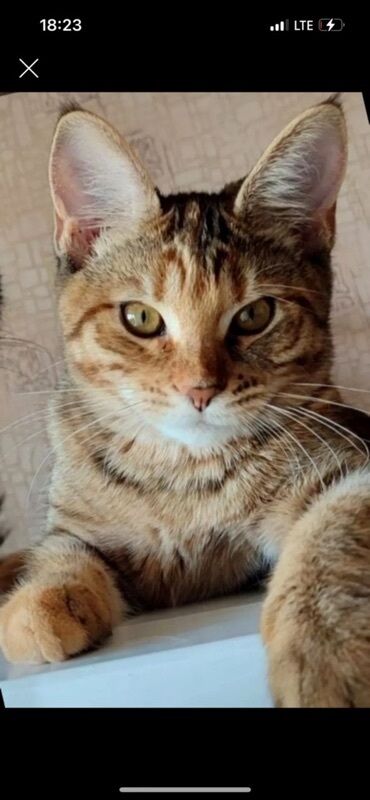 кошка сфинкс: Котята, окрасы: тигровый табби и бело-рыже-серый табби. Описание: -
