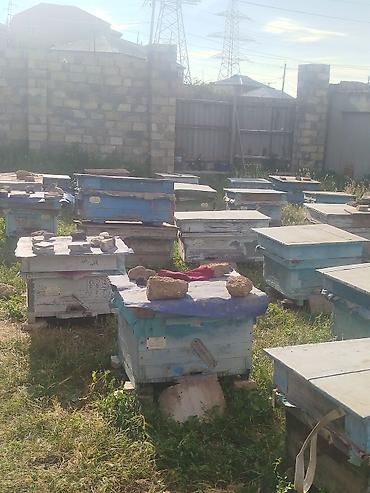 quzu qiyməti: 40-a yaxın arı ailəsi satılır. Qiymət razılaşma yolu ilə müəyyən — 4