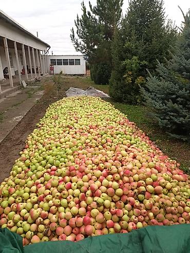Алмалар: Алмалар Голден, Дүң — 1
