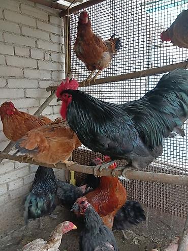 Птицы: Продаю — 11