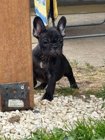 Psi: Odgajivačnica francuskih buldoga “THE BEST EDITION” predstavlja na lalafo.rs — 2 Psi: Odgajivačnica francuskih buldoga “THE BEST EDITION” predstavlja — 2