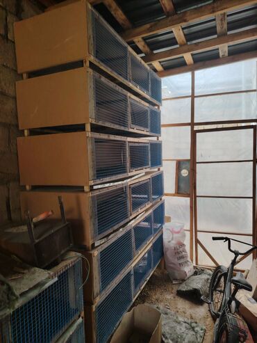 quş yumurtası: Qəfəs satılır, cücələr və digər quşlar üçün əlverişlidi, altı setqadı