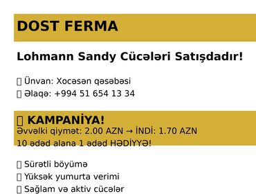 hinduşqa yumurtası: Toyuq cücələri, Damazlıq, Ünvandan götürmə, Pulsuz çatdırılma, Ödənişli çatdırılma