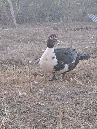 Ördəklər: Salam lal ördəklər satılır iri heyvanlardı fərələr 23 azn xoruzlar 34 — 4