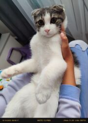 купить кошку бишкек: Скотиш Фолд (Шотландская вислоухая), 6 месяцев, Мальчик, Белый, Приучена к лотку, С прививками