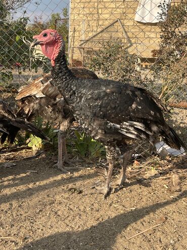 Inəklər, öküzlər: Dişi, Damazlıq