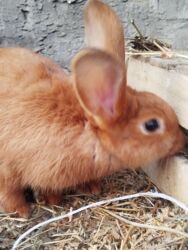 Dovşanlar: Temiz Burgun balalar. var satiwda diwi ve erkey 1 erkey 2 diwi — 10