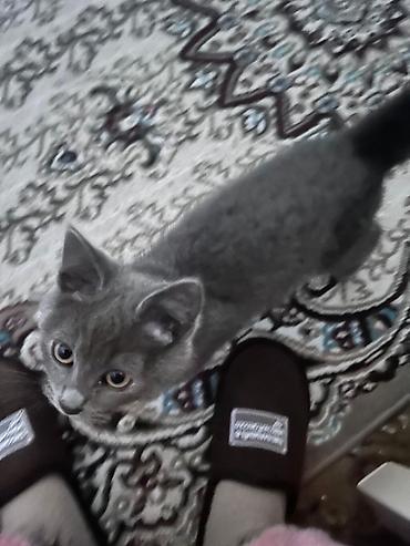 Кошки: Шотландская вислоухая — 7