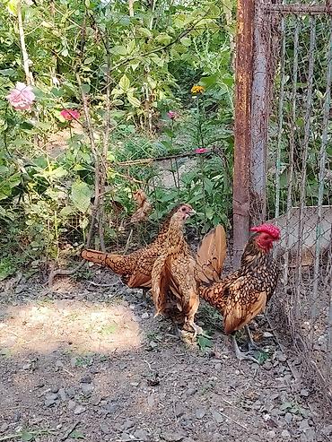 sudluk inekler satışı: Toyuq cücələri, Damazlıq — 8