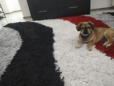 zvanok itler: Pekines, 3 ay, Erkək, Peyvəndli — 2