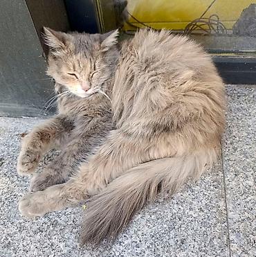 кошка отдам даром: Кошка даром: Беспородная, Девочка — 4