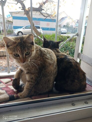 кошка персидская шиншилла: Котёнок, кошечка, кошка, 4 месячных двое, игривые, ласковые, 3-й серый