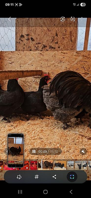 Куры, петухи: Продаю | Куры | Для разведения — 2