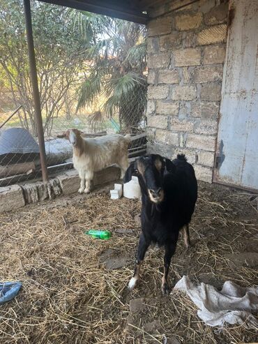 той ырлары попурри: 200 ağ. keci 250 qara keçi 2 sininde balası var qarnında real alıcı at lalafo.az той ырлары попурри: 200 ağ. keci 250 qara keçi 2 sininde balası var qarnında real alıcı