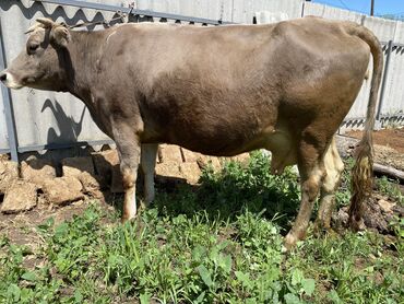 купить корову алатауской породы: Продаю | Корова (самка), Тёлка | Алатауская | Для разведения, Для молока