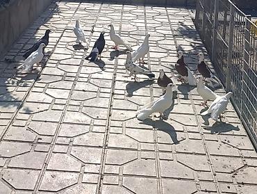 quşlar: Salam göyerçinler satılır hası eni quyrug. içinde bir bala var 19 — 2